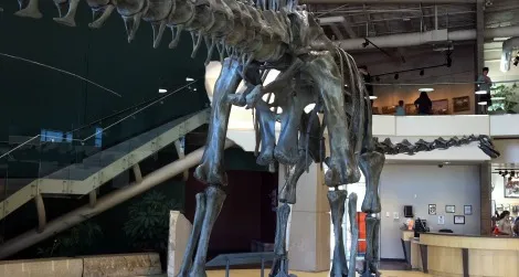 The backside of Diplodocus, photographed at the Utah Field House of Natural History