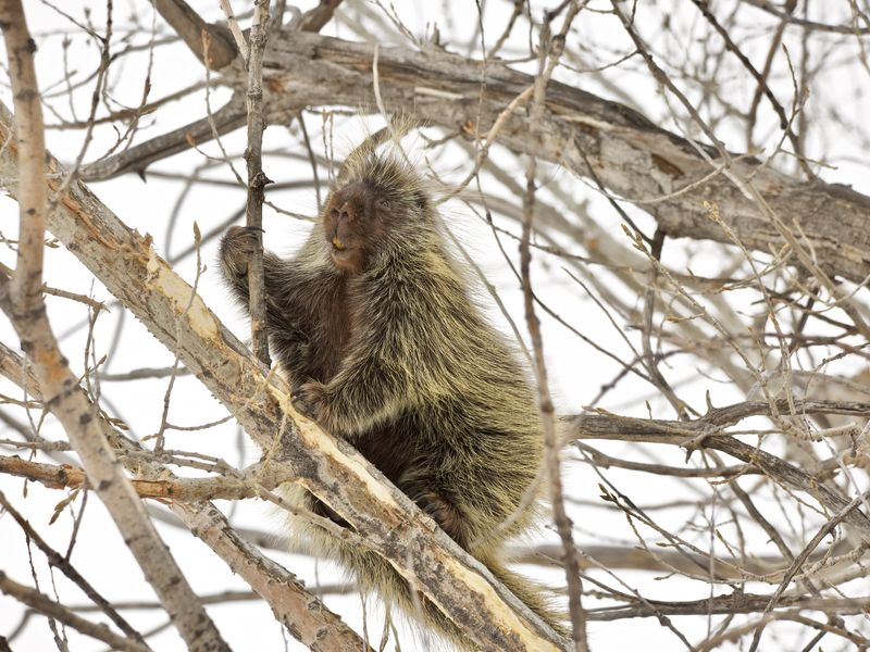 Porcupine on his favourite tree Biology Diagrams