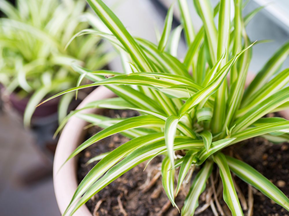 Could Houseplants Keep Tabs on the Health of Your Home?