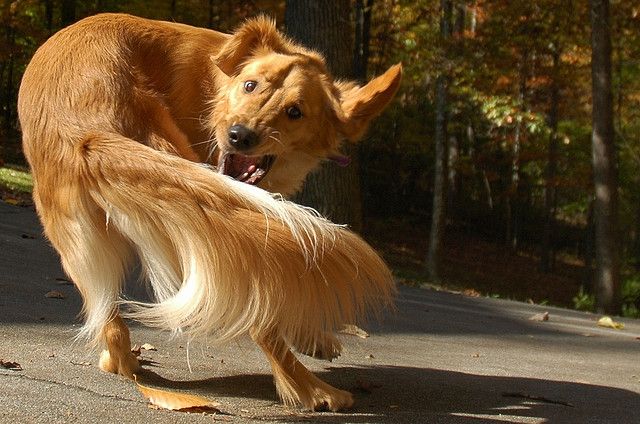 Dogs Chasing Their Tails Are Akin to Humans With OCD Smithsonian