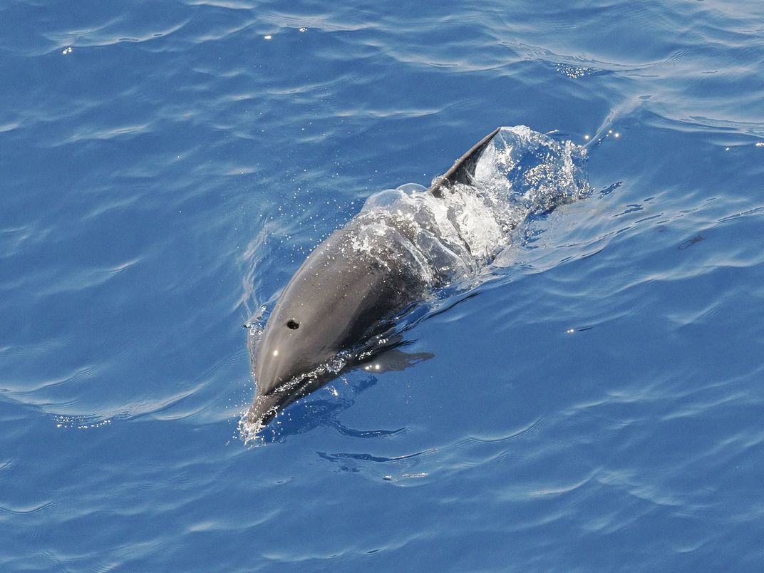 Bottlenose Dolphin