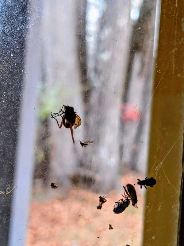 Still Life of Insects and Nature thumbnail