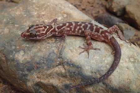 Scientists at the Smithsonian's National Museum of Natural History traveled the world and made many new discoveries this year--like this Cyrtodactylis payarhtanensis, a new species of bent-toed gecko. (Daniel G. Mulcahy)   