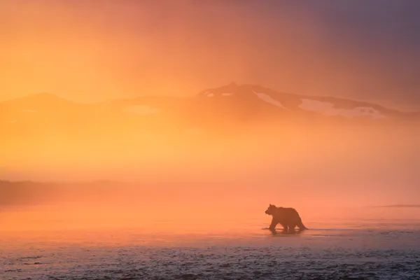 Bear in Fog thumbnail