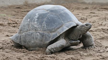 Come learn about the Zoo's Aldabras tortoises.
