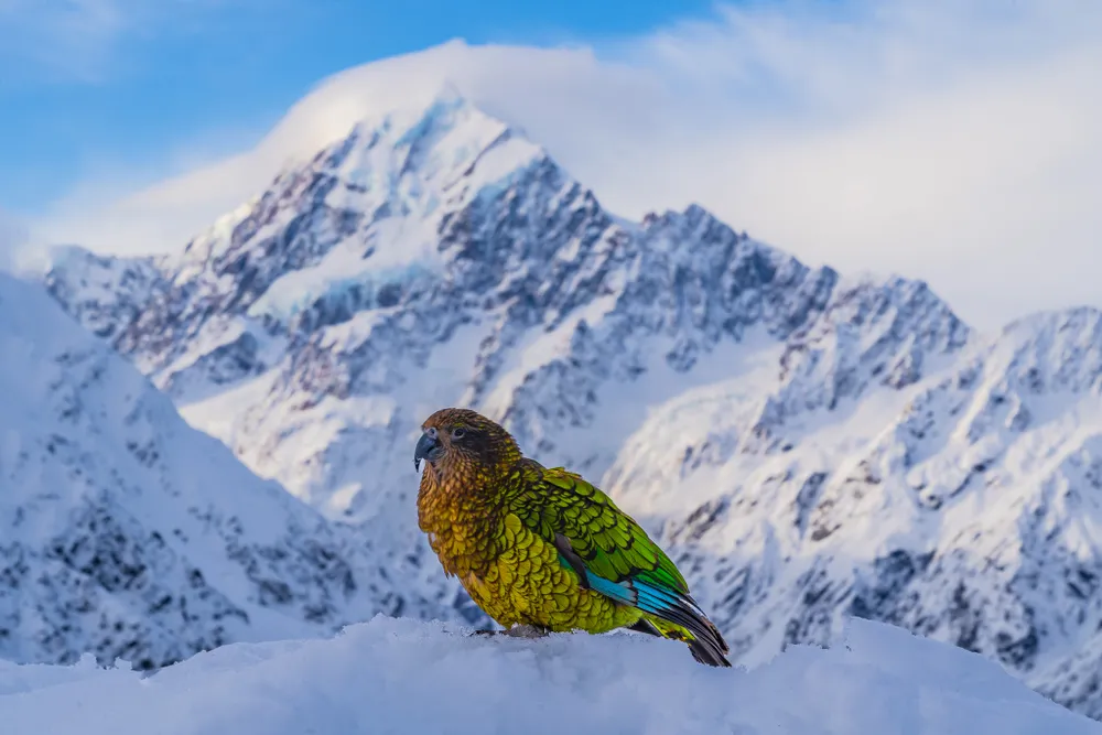 The rare and only alpine parrot in the world lives in New Zealand. The 'Kea' lives high up in the mountains, and this one was incredibly cheeky. This photo still blows my mind. Mount Cook, the tallest mountain in NZ, stands proud behind the beloved bird of the country. It brings tears to my eyes that I got to enjoy this incredibly unique and rare scene in person.