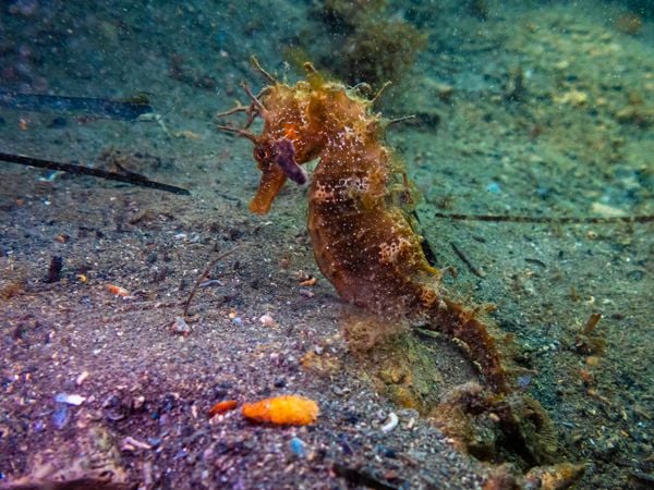 Sea Horse thumbnail