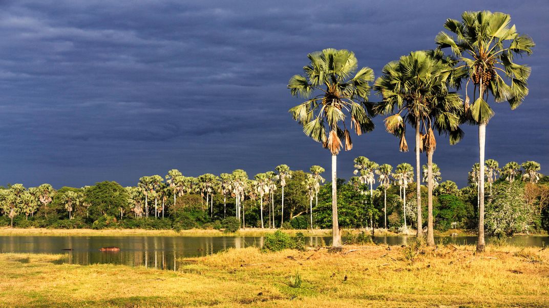 Lions Are Coming Back to Southern Malawi, Where They Haven't Been Seen for Decades