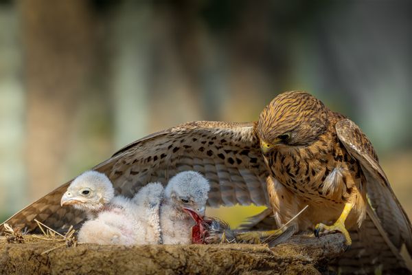 Clash of instincts thumbnail