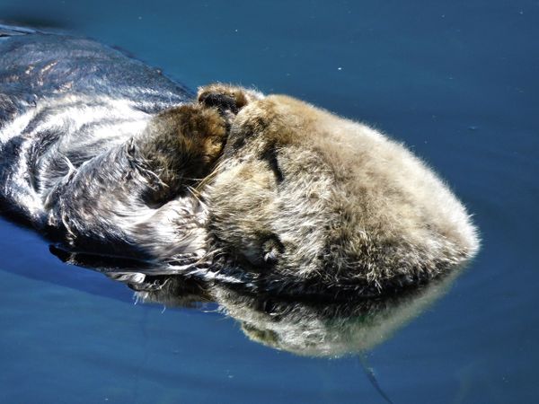 Morro Bay Sea Otter thumbnail