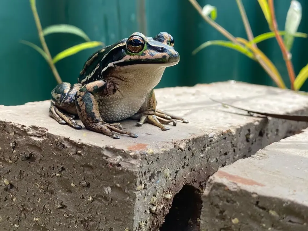 Frog sitting on top of a brick