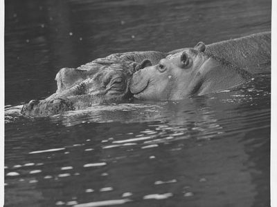 A hippopotamus named Linda takes her calf Reginald for a swim in a pool at Whipsnade Zoo. England, 1954. 