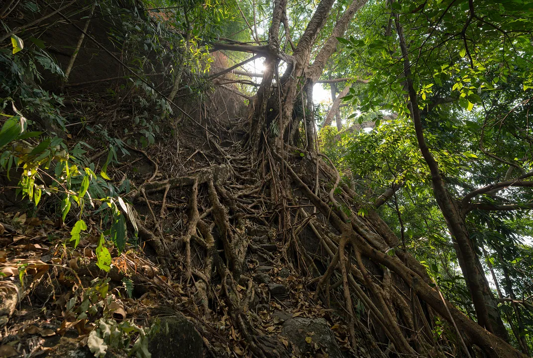 In One of the Wettest Places on the Planet, Indigenous People Build Bridges and Ladders Out of Living Tree Roots