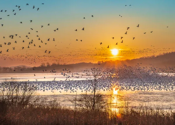 Geese Migration thumbnail