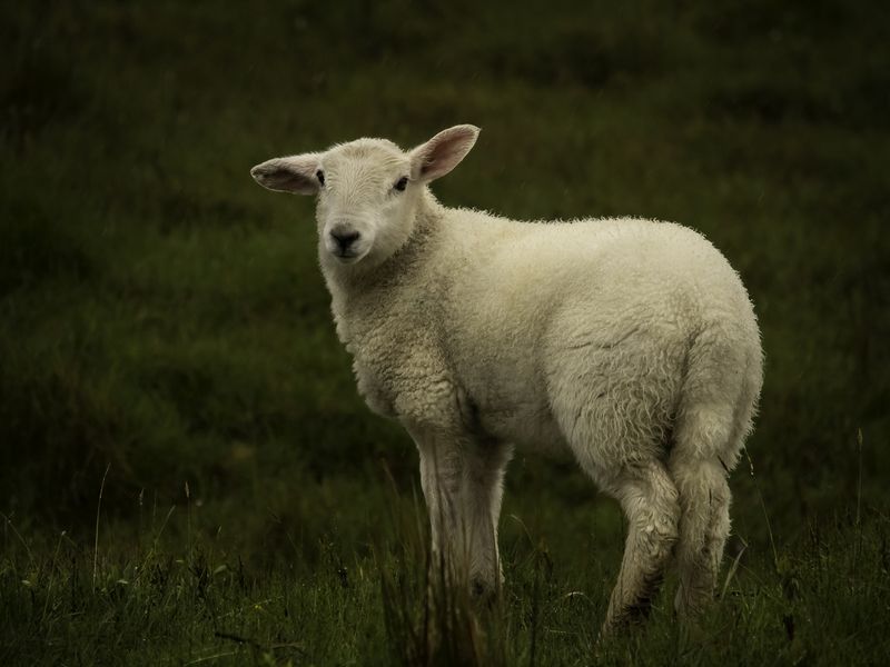 Cutest lamb | Smithsonian Photo Contest | Smithsonian Magazine