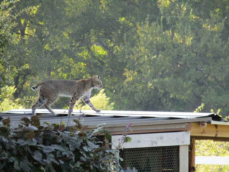 Bobcat moving on chicken coop Smithsonian Photo Contest Smithsonian