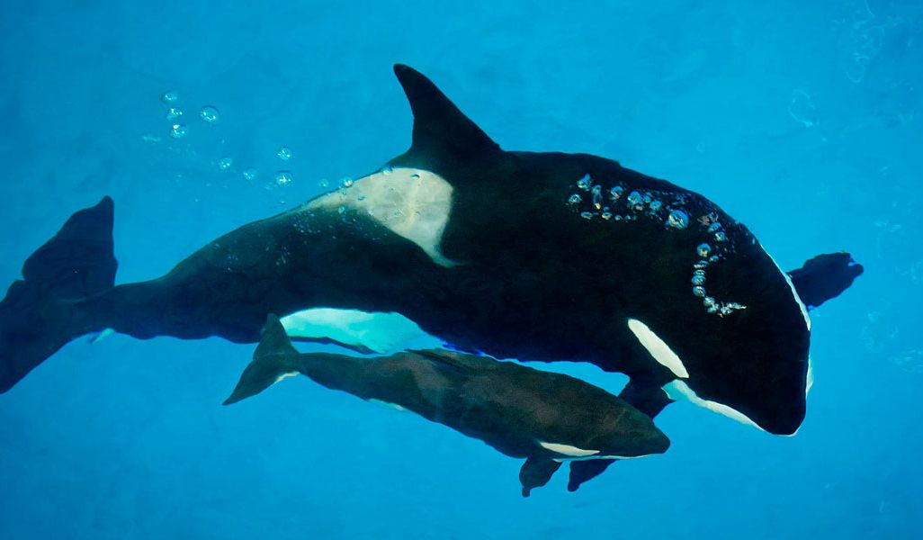 SeaWorld Orca