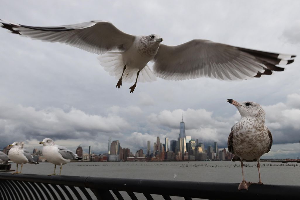 Gull flies in front of NYC skyline
