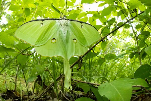 Luna Moth in Forest Understory thumbnail