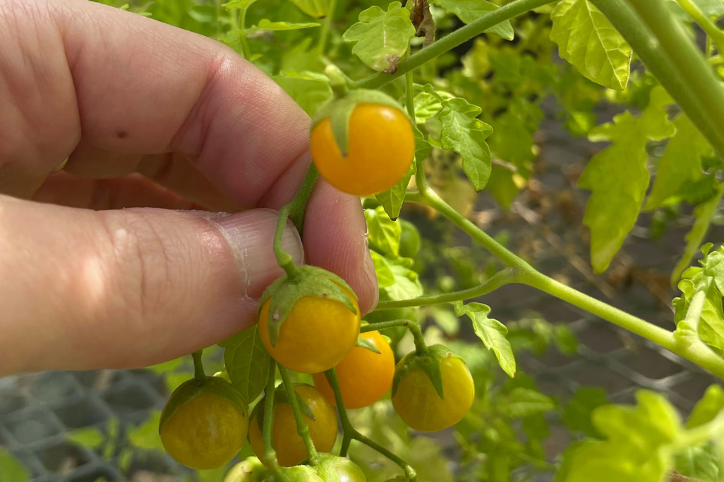 Person's hand holding up small yellow tomatoes