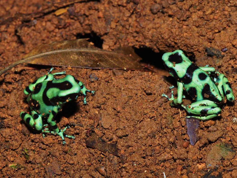 Two green and black poison dart frogs sit next to each other, both facing inward, on brownish soil