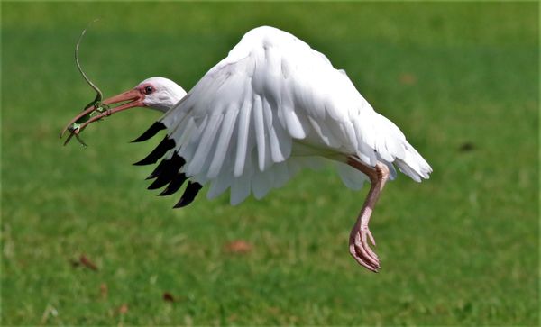 American White Ibis with a rather large lizard! thumbnail