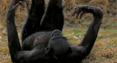Bonobos have a playful, gentle manner