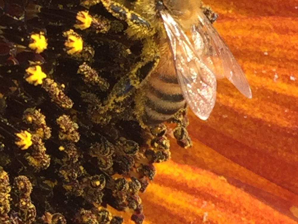 Bee Getting Drunk on Pollen Smithsonian Photo Contest Smithsonian