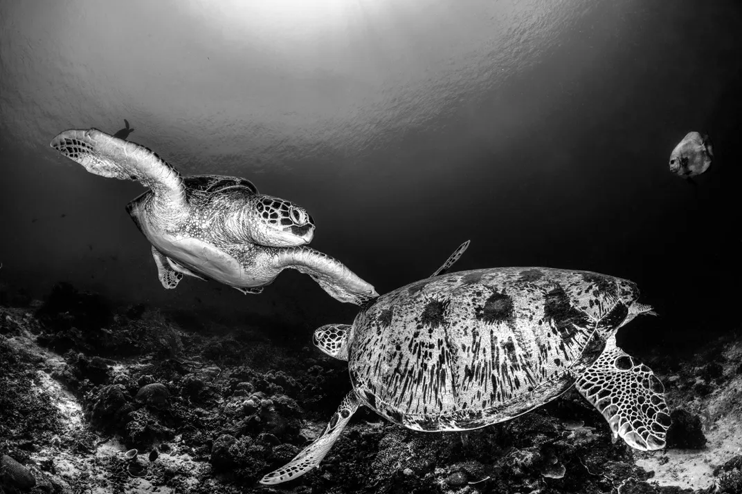 Two huge sea turtles cross paths on the ocean floor as a batfish takes in the scene.