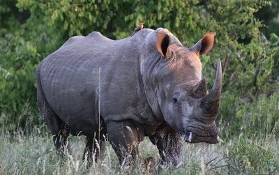 A white rhino in Kruger National Park, South Africa