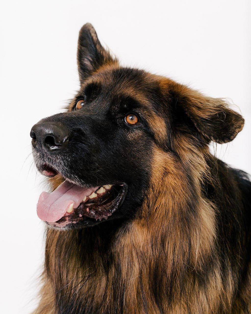 Winston the longhaired German shepherd