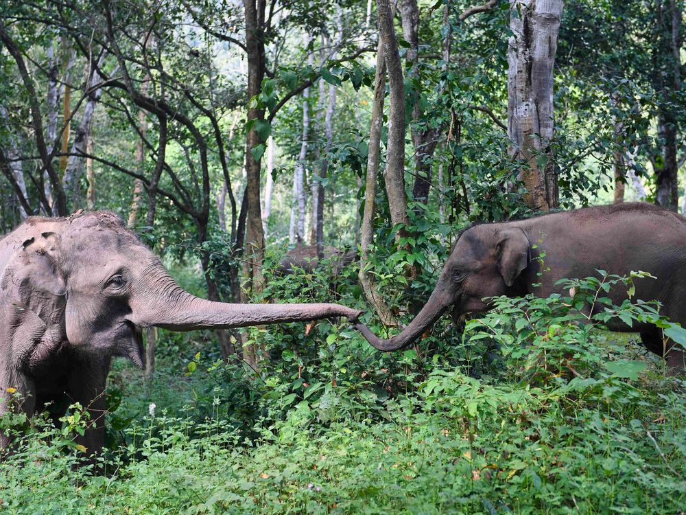 Two Asian elephants