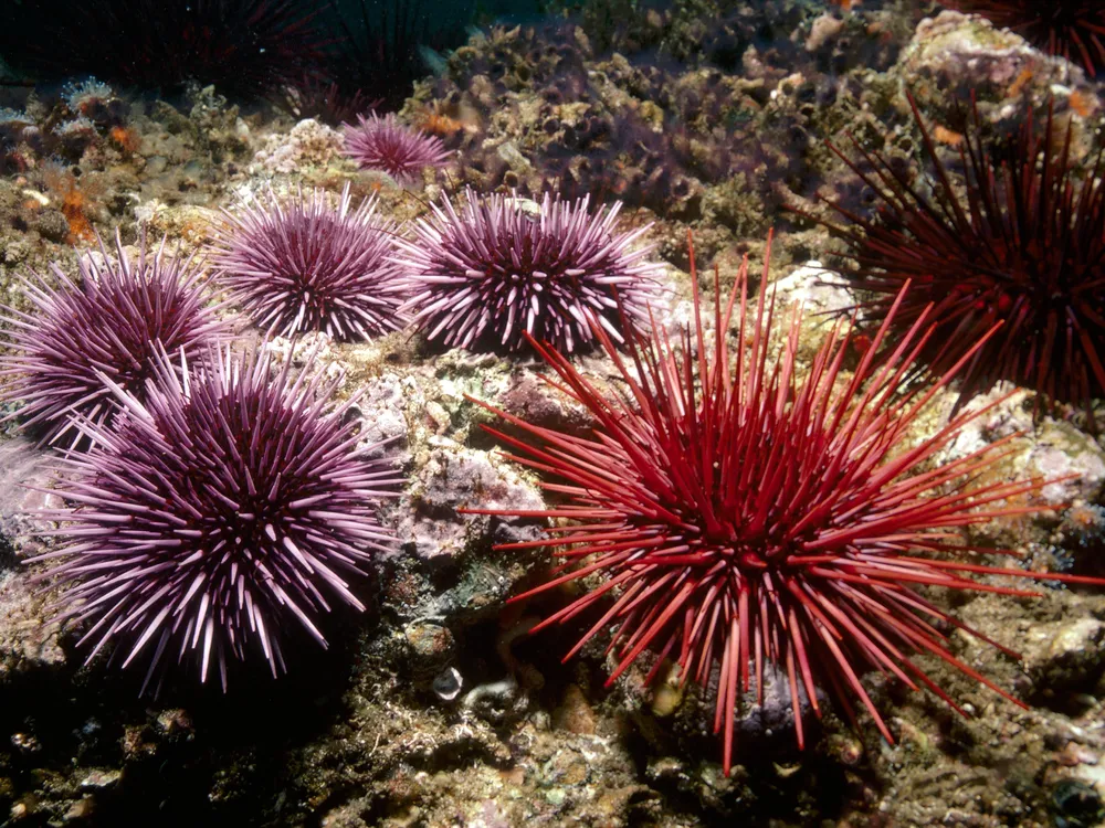 urchins.jpg