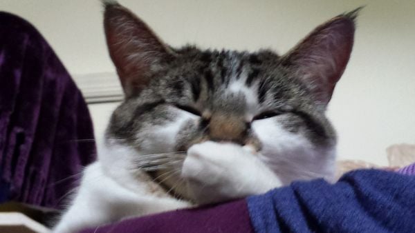 Cat tittering after mommy made a joke thumbnail
