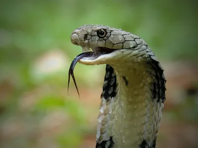 Deadly Snake Venom Is No Match for This New Synthetic Antibody image