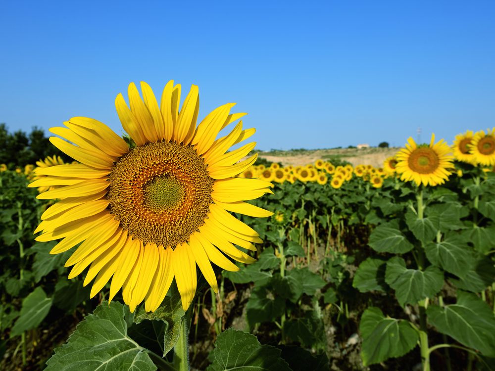 sunflower