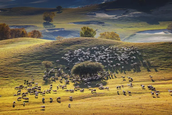 Golden pasture thumbnail