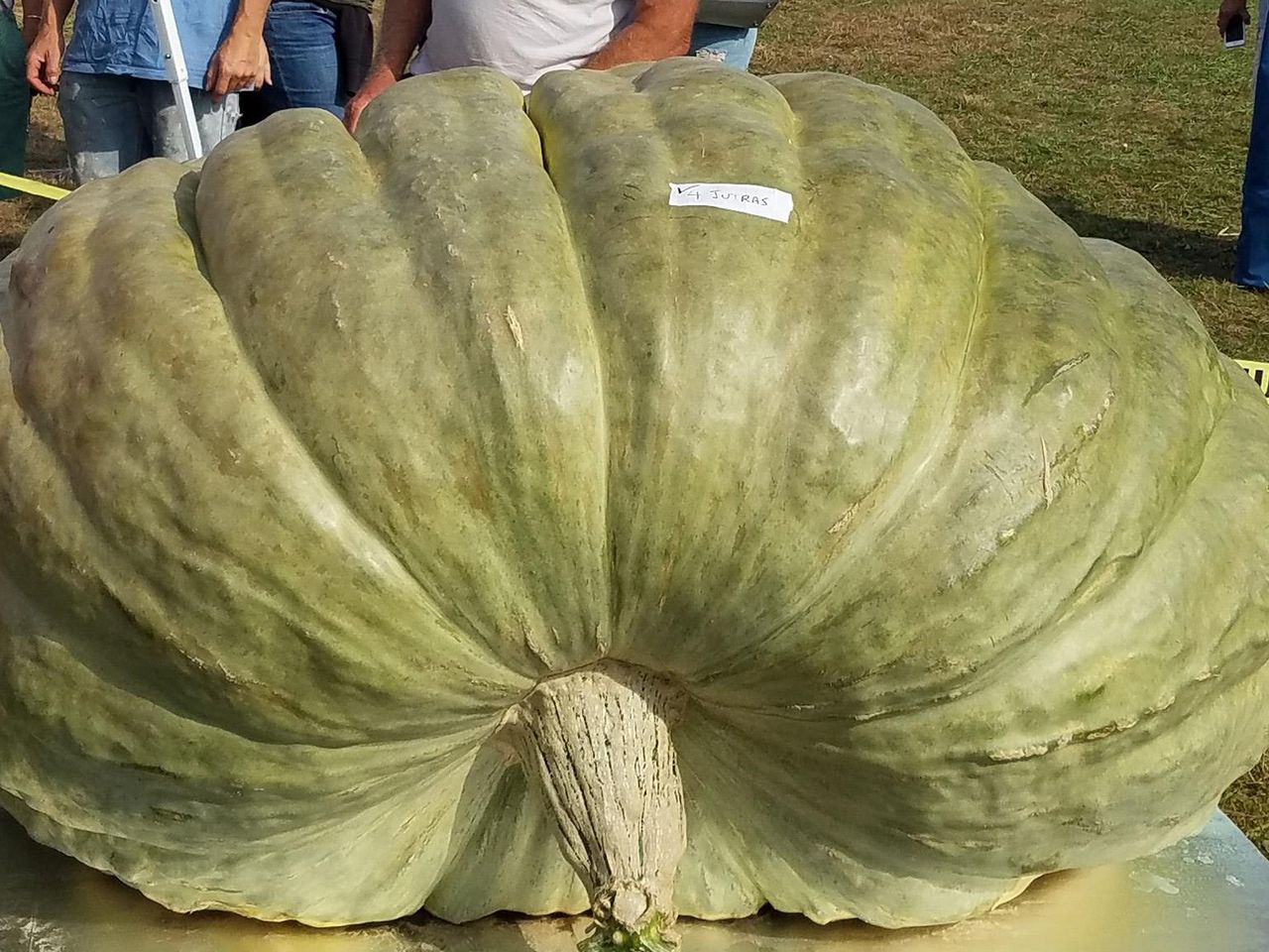 2017_record_breaking_squash2.jpg