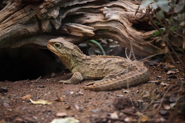 The Tuatara, Sphenodon punctatus, is a unique reptile found in New Zealand. New research suggests the species has two mitochondrial genomes. (Robert Sprackland)