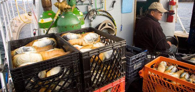 Geoducks on a fishing boat