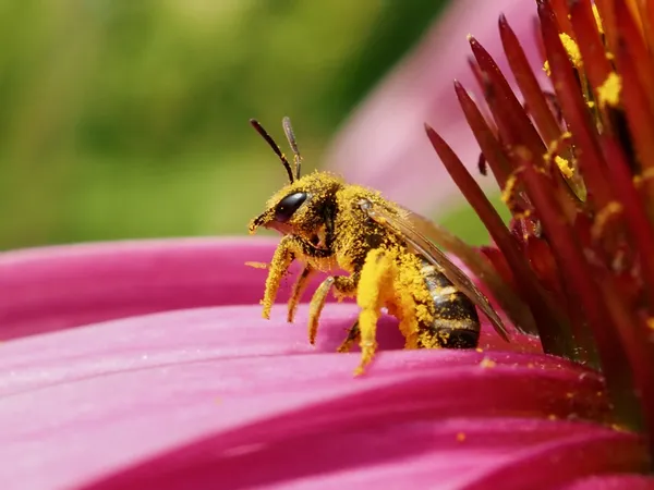 Working hard to collect the pollen thumbnail