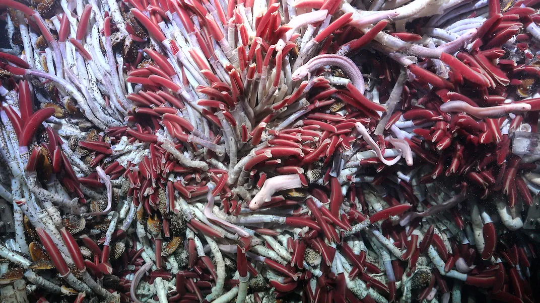 cluster of tubeworms