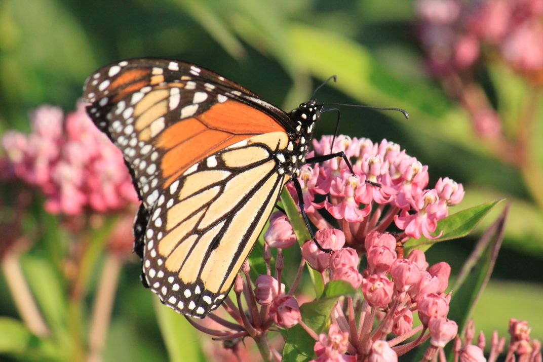 A Monarch butterfly on swamp milkweed. | Smithsonian Photo Contest ...
