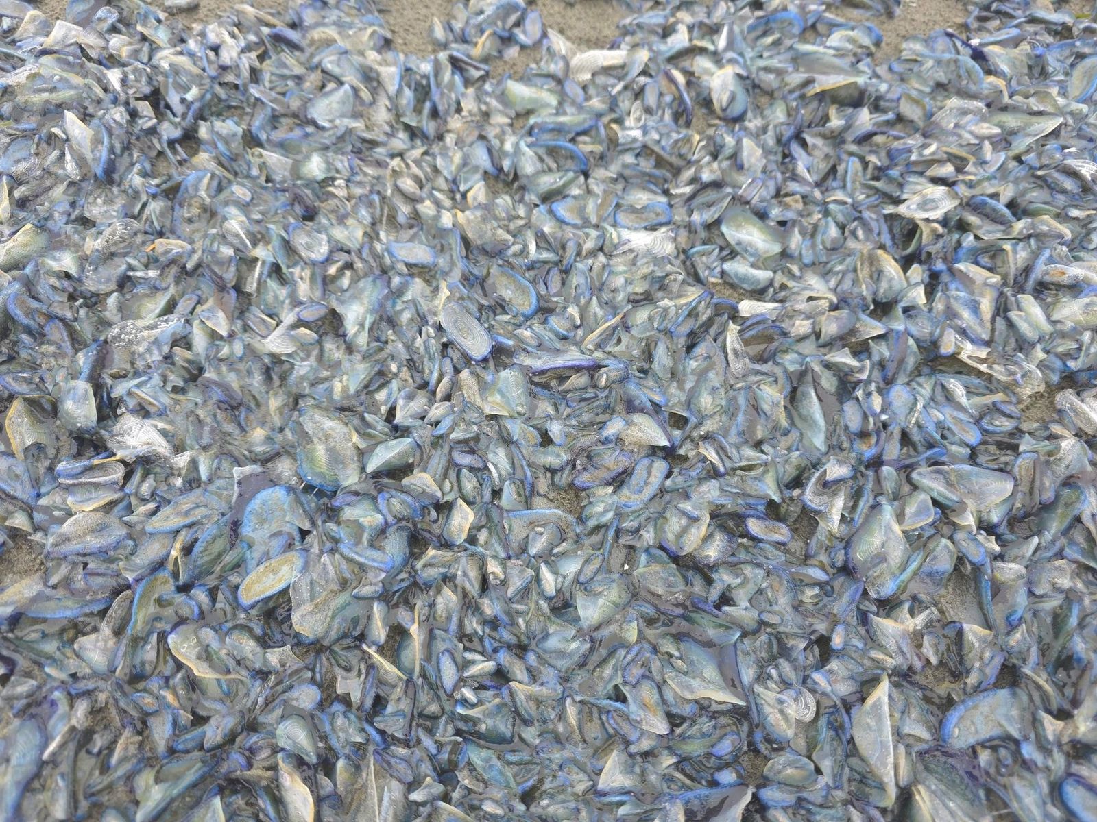 Millions of Bright Blue Blobs Called 'By-the-Wind Sailors' Are Littering Beaches Along the West Coast