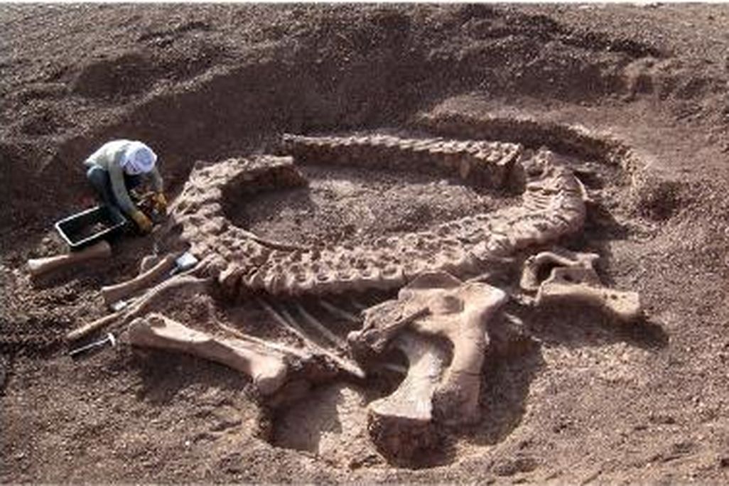 20110520083149sphinophorosaurus-skeleton-niger.jpg