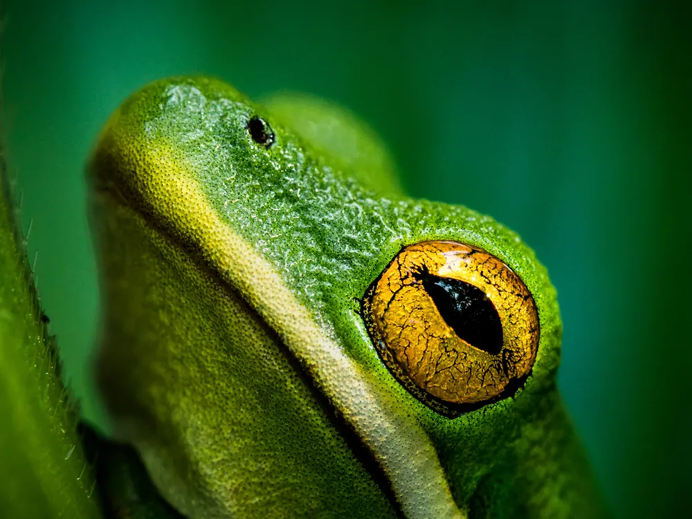 Little green frog trying to hide amongst the green leaves., Smithsonian  Photo Contest