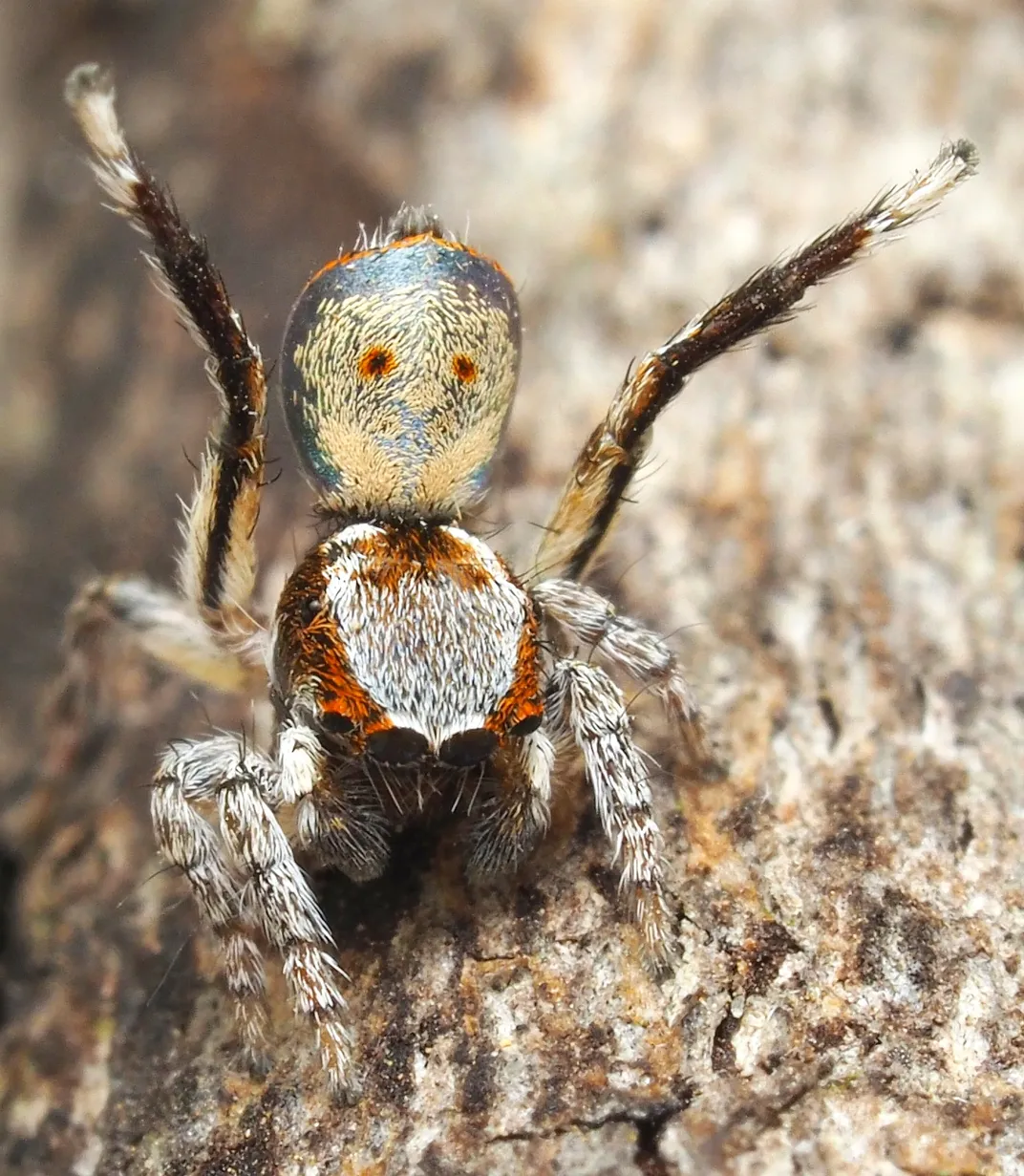 7 new species of colorful Peacock Spider join the dance party