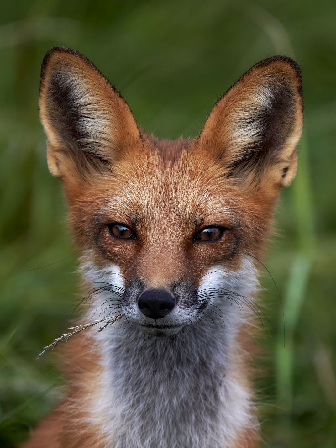 Do I have something in my teeth? | Smithsonian Photo Contest ...