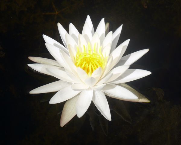White Water Lily on Black Background thumbnail