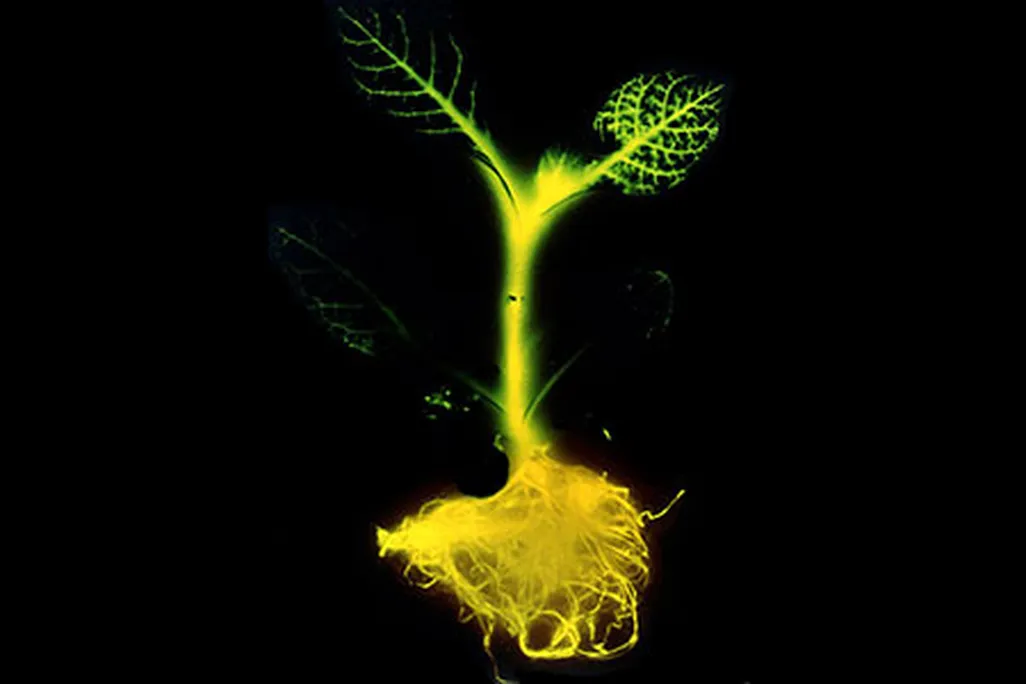 glow in the dark trees